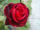 Mister Lincoln, Cl. rose photo