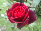 Mister Lincoln, Cl. rose photo