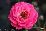 Bordure Magenta ® rose photo