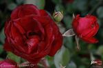 Canzonetta rose photo