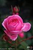 Crescendo rose photo