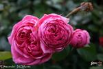 Crescendo rose photo