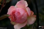Dolce Luna ® rose photo