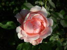 Mrs. Charles Bell rose photo