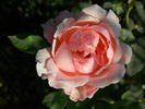 Mrs. Charles Bell rose photo