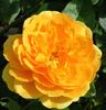 Golden Years rose photo
