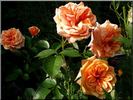Amazing Palace rose photo