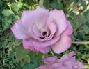 Macho Man rose photo