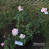 Memoriam rose photo