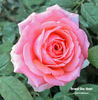 Grand-Duc Henri rose photo