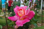Mary Wise rose photo