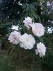 The Charlestonian rose photo