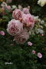 Gletscher rose photo