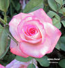 Johnny Becnel rose photo