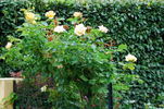 Clos Fleuri Jaune ® rose photo