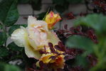Clos Fleuri Jaune ® rose photo