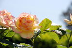 Clos Fleuri Jaune ® rose photo
