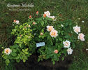 Empress Michiko rose photo