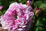 Madame Moreau rose photo
