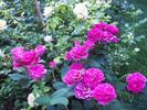 Carat ® rose photo