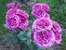 Carat ® rose photo
