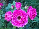 Carat ® rose photo