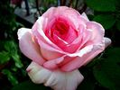 George Sand rose photo