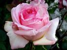 George Sand rose photo