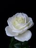 The Great White rose photo