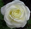 The Great White rose photo