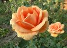Apricot Passion ™ rose photo