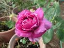 Laguna Freelander rose photo