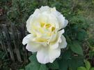 Wedding Song rose photo