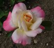 Zvolen rose photo