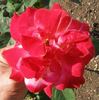 Zvolen rose photo