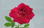 Patriot's Dream rose photo
