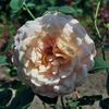 Apricot Morning rose photo