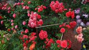 Uetersens Rosenkönigin rose photo