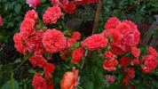 Uetersens Rosenkönigin rose photo