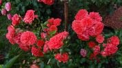 Uetersens Rosenkönigin rose photo