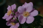 Lavender Spoon rose photo