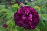 Haddington rose photo