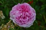 Louis van Tyll rose photo
