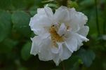 Perpetual White Moss rose photo