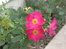 Gina's Rose™ rose photo