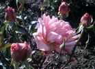 Böhmorose rose photo