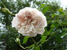 Souvenir d'un Coureur Cycliste rose photo