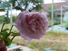 Souvenir d'un Coureur Cycliste rose photo