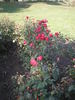 Baby Blaze rose photo