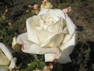Antique Silk rose photo